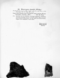 Lecania aipospila image